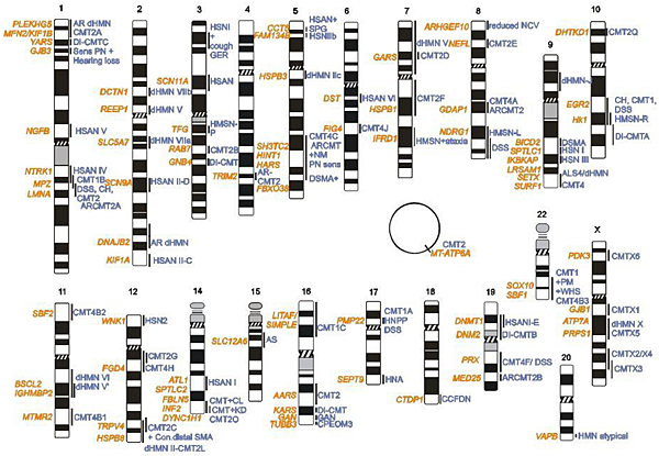 genes-05-00013-g001