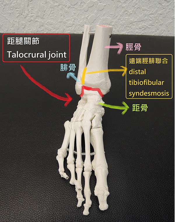 腳踝扭傷 Ankle Sprain X 腳踝不穩定 Ankle Instability 張凱昇物理治療師 痞客邦