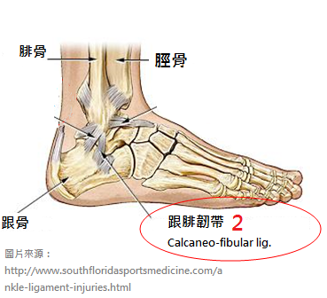 Ankle-sprains_physiotherapy 中2