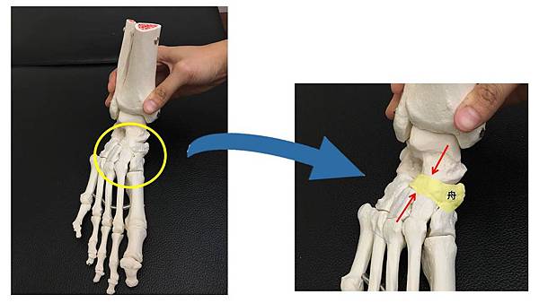 舟狀骨 簡單版.jpg