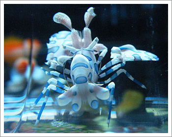 蝦類-海星蝦