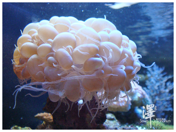 氣泡珊瑚-1