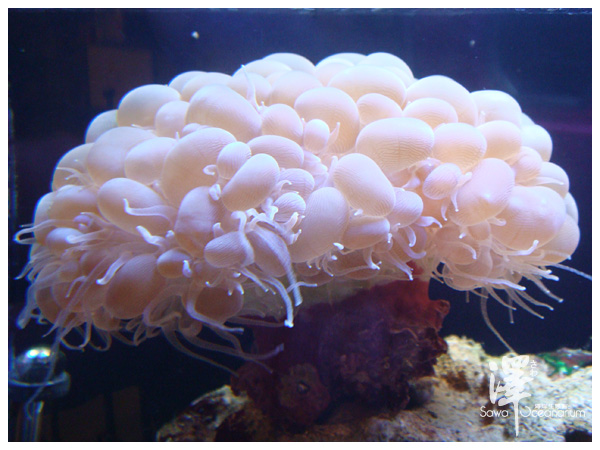 氣泡珊瑚-2