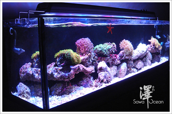 珊瑚 & 海葵 正式入缸-2