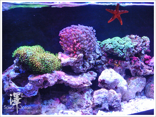 珊瑚 & 海葵 正式入缸-4