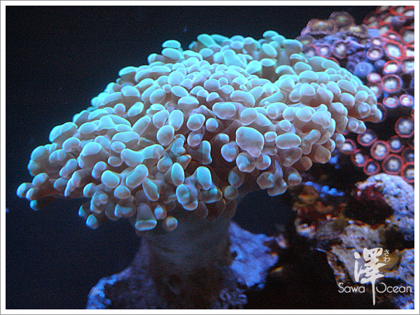 榔頭珊瑚-3
