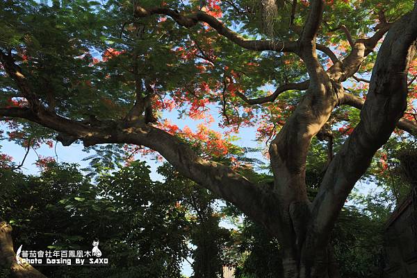 蕃茄會社年百鳳凰木19.jpg