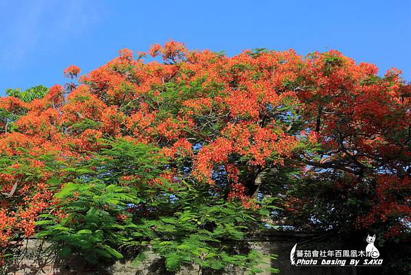 蕃茄會社年百鳳凰木25.jpg