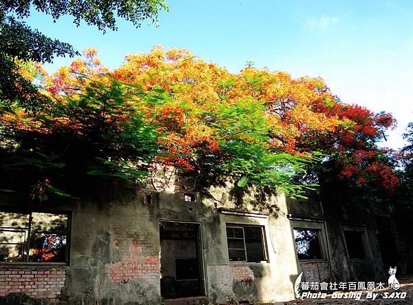 蕃茄會社年百鳳凰木08.jpg