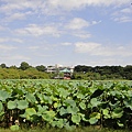 占地非常廣闊的上野公園