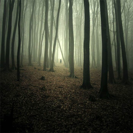 fog_forests_02