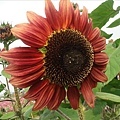 紅色向日葵03