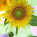 Sunflower2