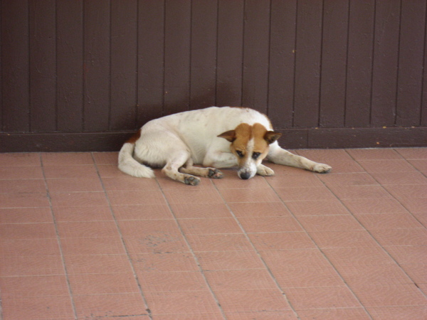 2009.07.22 天狗食日
