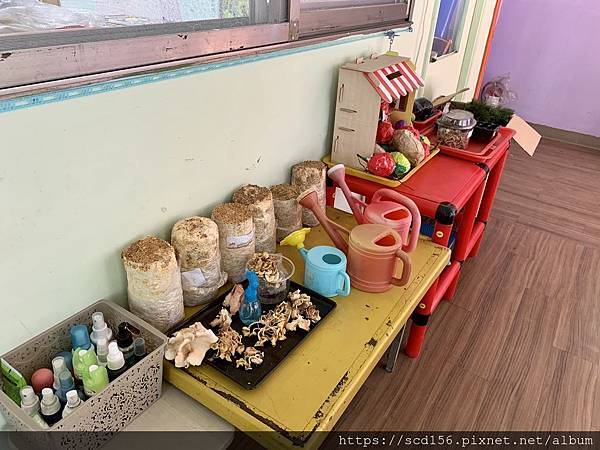 北大幼兒園菇菇農場