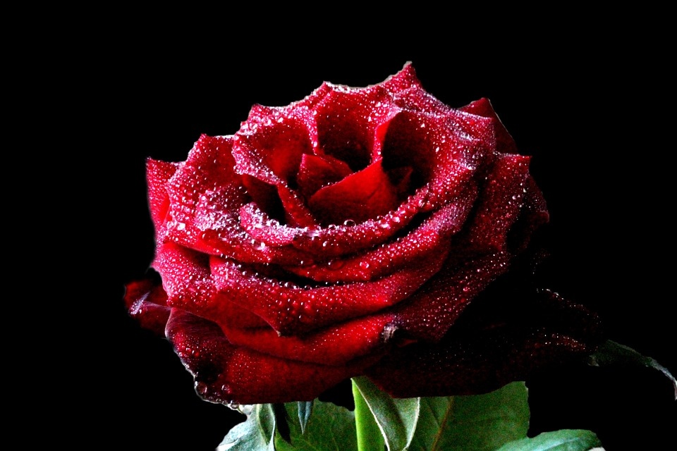 flower-3264152_960_720.jpg flower-3264152_960_720.jpg