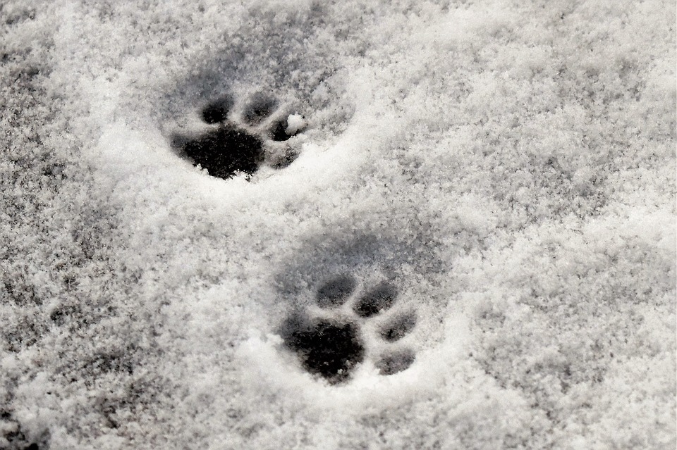 paws-1959794_960_720.jpg