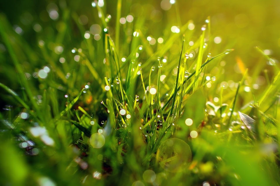 grass-3199370_960_720.jpg grass-3199370_960_720.jpg