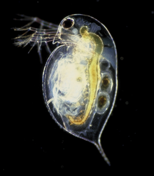 220px-Daphnia_pulex.png