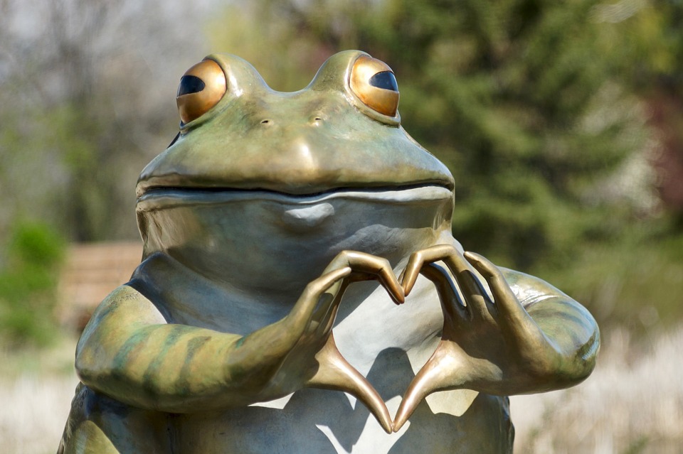 frog-3363217_960_720.jpg