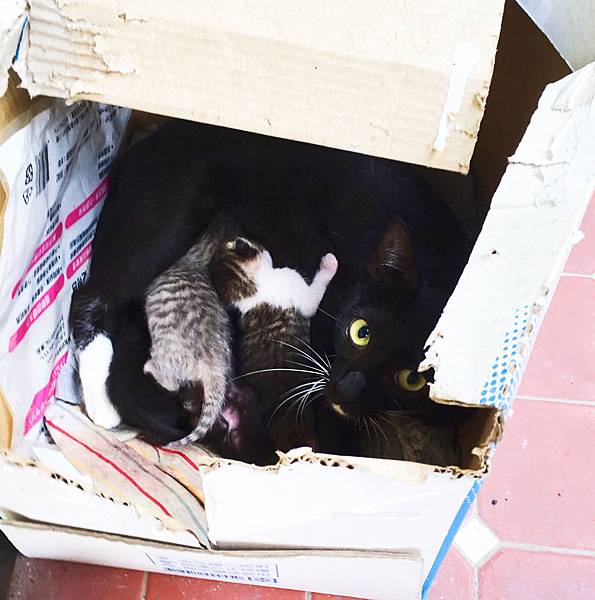 【詐罐學院】流浪貓狗物資贈送資訊～強力募集：浴巾毯子被被助流