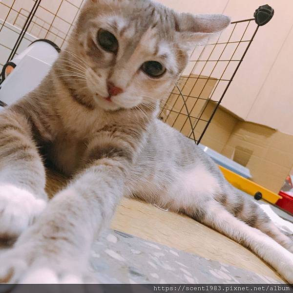 【貓事321】：貓產後要做月子嗎？貓咪坐月子、貓寶寶搖頭晃腦