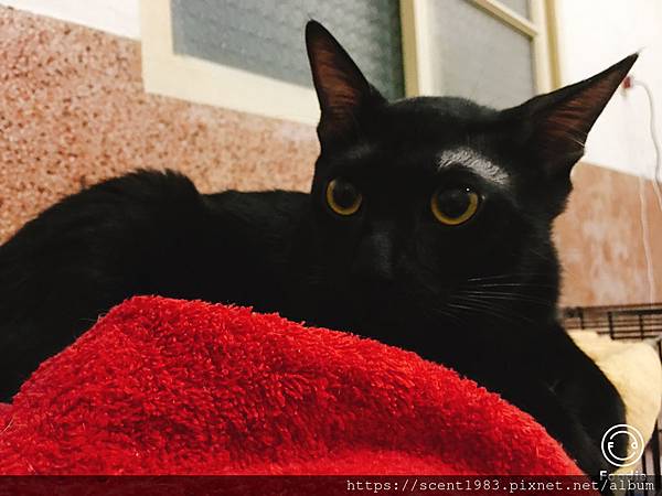 【度量衡】一磅等於幾公斤？磅數換算（飼料重量換算）