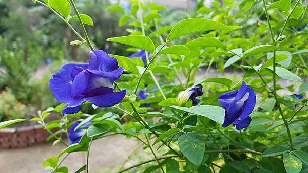 蝶豆花 蝶豆花