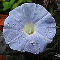 #碗仔花  #BlueMorningGlory 又稱藍色牽牛花、葛葉牽牛。...旋花科 Convolvulaceae 其科名是以拉丁文convolvere "纏繞"而命名