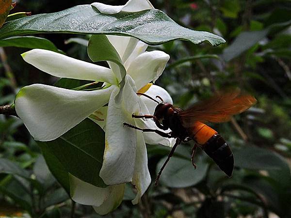 槴子花