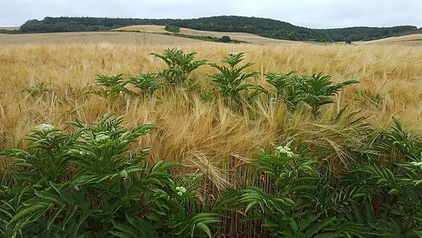 不可食用的dwarf接骨木 Villambistia/西班牙  Marty Lin攝影 #馬蹄遊蹤芳草錄 #CaminodeSantiago 朝聖之路 day11