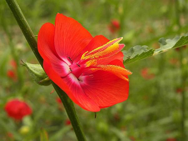 紅花月見草  Marty Lin圖文 2013 #馬蹄遊蹤芳草錄 #廣西藥用植物園  在廣西藥用植物園的"山草區"種有73種較耐乾旱的草本藥用植物