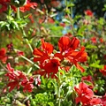 天竺葵/Sintra/葡萄牙  Marty Lin攝影 #馬蹄遊蹤芳草錄 #CaminodeSantiago 西班牙朝聖之路 Day 43