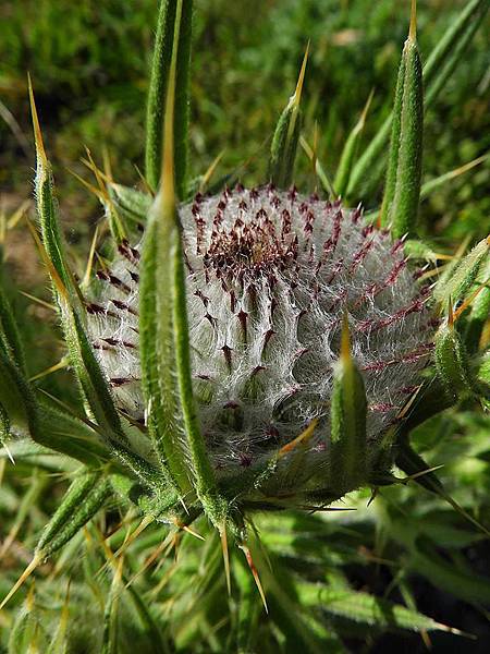 羊毛薊 Cirsium eriophorum（Woolly Thistle）  Marty Lin攝影 #馬蹄遊蹤芳草錄 2017夏 西班牙朝聖之路