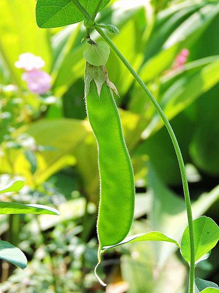 綠園秋季蝶豆種子分享