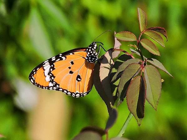 #黑脈樺斑蝶 又來園子裡繁殖了。 其幼蟲以馬利筋為食物，因馬利筋有毒，毒性會留在幼蟲體內，因而躲過鳥兒捕食。#大自然的智慧 Marty Lin攝影