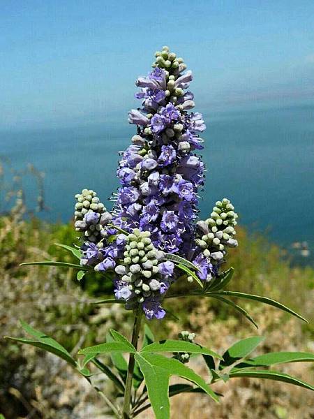 #西洋牡荊  #聖潔莓  Marty Lin攝影 #馬蹄遊蹤芳草錄 2015夏.東歐行