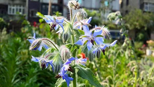 琉璃苣 花開。先粉紅 再靛藍  Marty Lin攝影 #花現香巷    琉璃苣花茶據說喝了讓人開心。  琉璃苣 Borage 初開的琉璃苣為粉紅花色之後會慢慢轉成藍色。