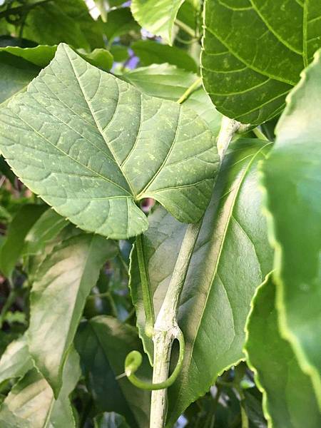 粉藤 #也是藥用植物  在綠園118區可見，可能是小鳥帶來的禮物  白粉藤，又名粉藤，為葡萄科白粉藤屬下的一個種。 維基百科 英文名稱: Creeping Treebin