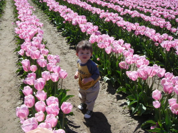 tulip 041.jpg