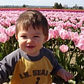 tulip 043.jpg