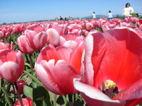 tulip 054.jpg