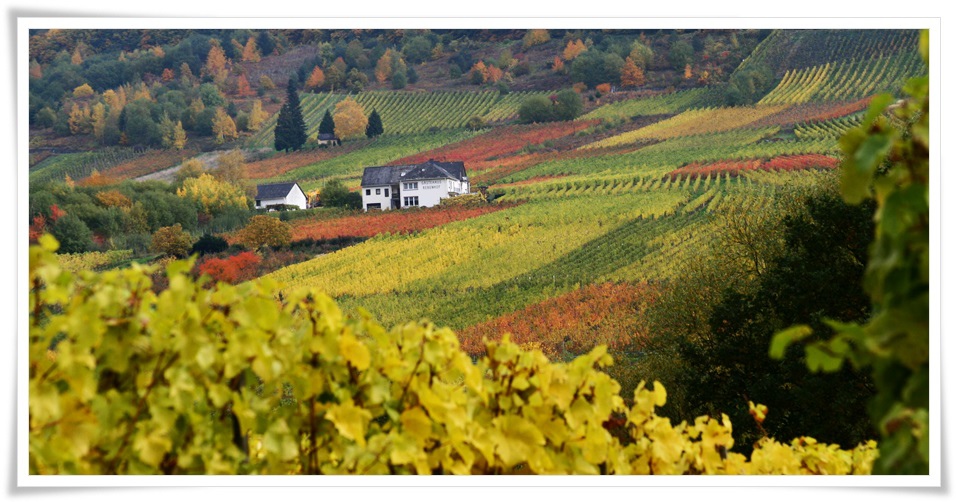Mosel_2015 Mosel_2015