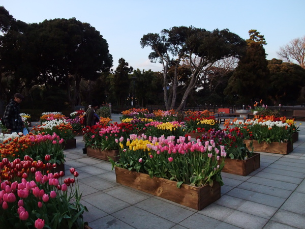 27-江之島-上展望台前的水仙花園.JPG