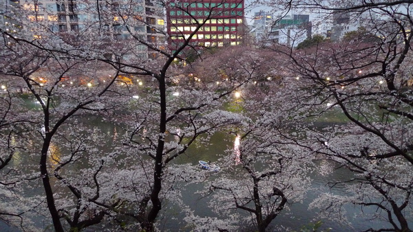 Day1-12 從北之丸公園透過櫻花看千鳥之淵.JPG