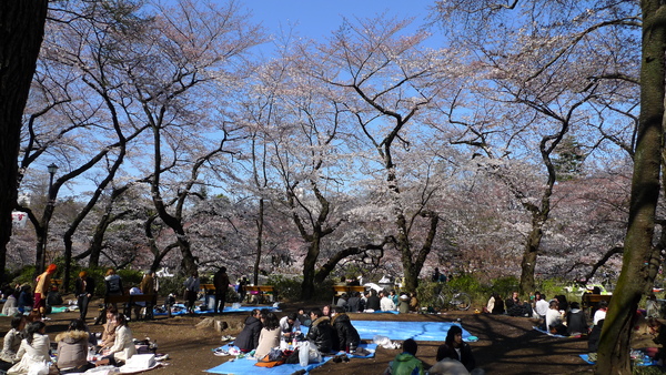 Day2-091在蔚藍的天空下，頂著櫻花野餐.JPG