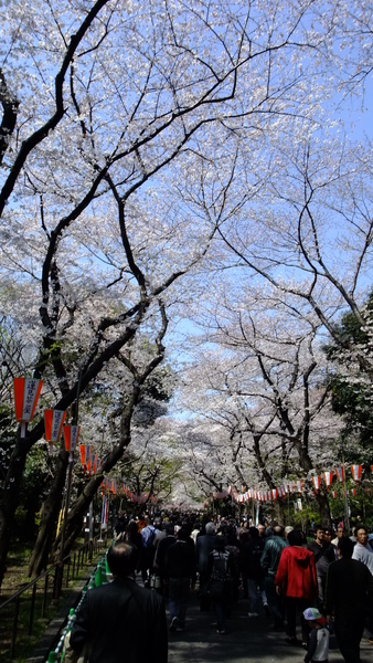 Day3-056 上野公園的這條櫻花路真的很驚人.JPG