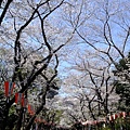 Day3-056 上野公園的這條櫻花路真的很驚人.JPG