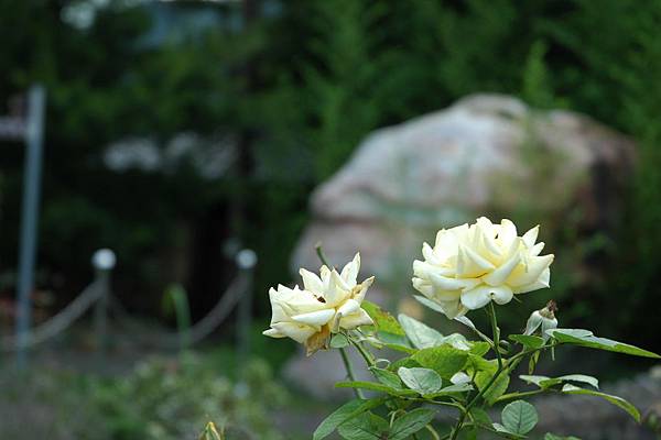 DSC_6648 DSC_6648