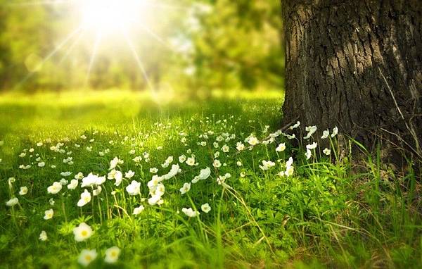 white-wildflowers-in-meadow-under-tree-on-sunny-day.jpg